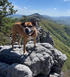 Bugsy on Chimney Top