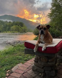 Bugsy posing at sunset
