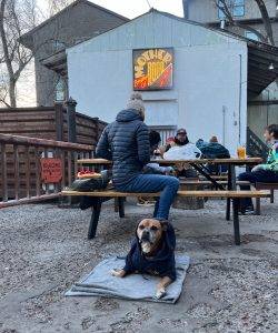 dog-friendly patio at Mother Road Brewing