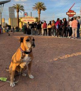Bugsy and the Welcome to Fabulous Las Vegas sign