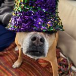 Bugsy in her sequined Mardi Gras hat